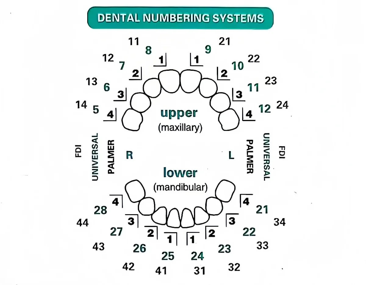 32개/세트 치과용 베니어 몰드 키트 복합 레진 몰드  - Teeth Whitening Moulds 리뷰 및 가격